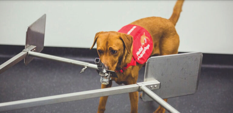 מטורף: כלבים יכולים לעזור באיתור מחלת הסרטן!