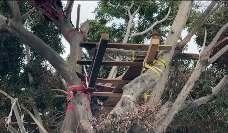 הומלס בנה בית עם חדר שינה ולופט על עץ בלוס אנג'לס – והפך לסנסציה בינלאומית ברשת. צפו בסרטון